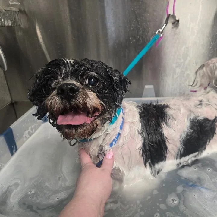 A small dog with a wet black and white coat in a bathtub, smiling with its tongue out, being held gently by a person's hand.