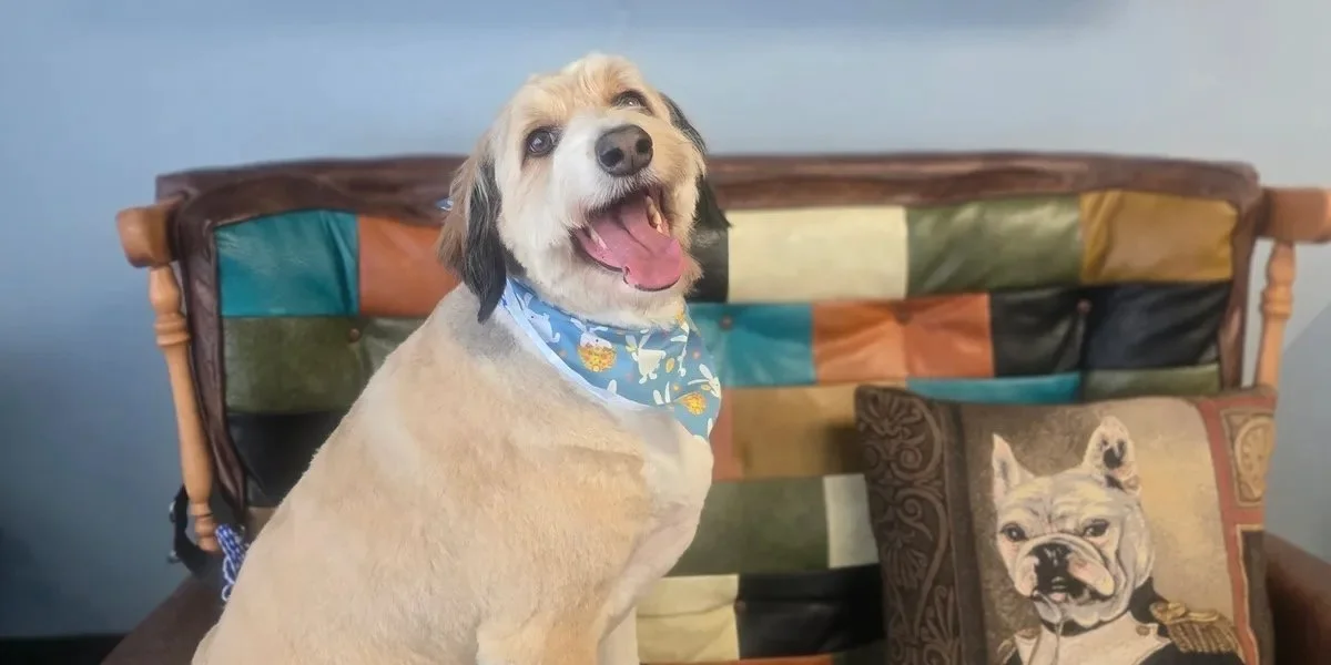 A happy light-colored dog with a blue bandana sitting in front of a colorful patchwork-style couch and a pillow with a French bulldog image.