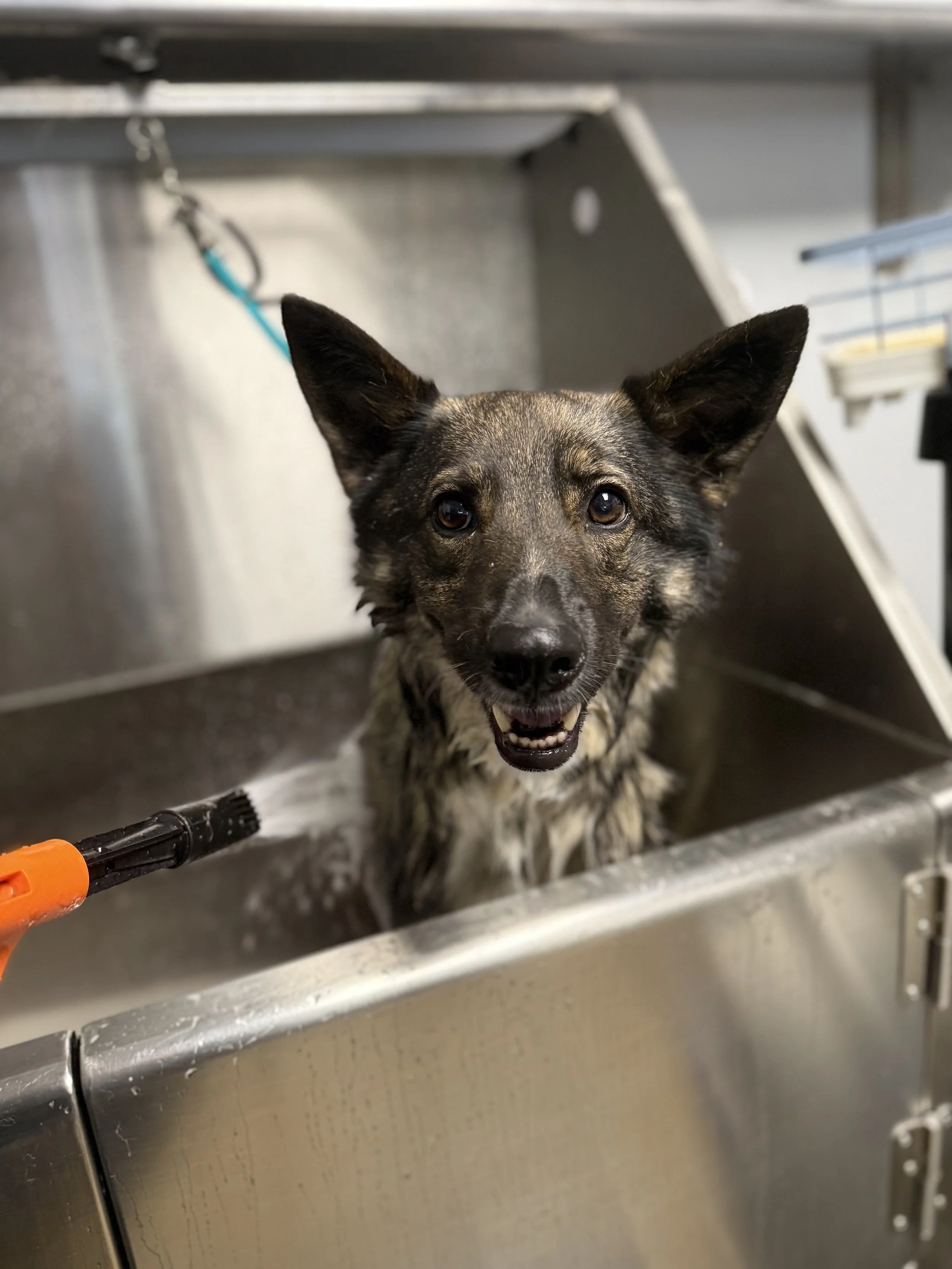 A dog with a muddy coat standing in a stainless steel grooming tub, smiling with an open mouth during bath.