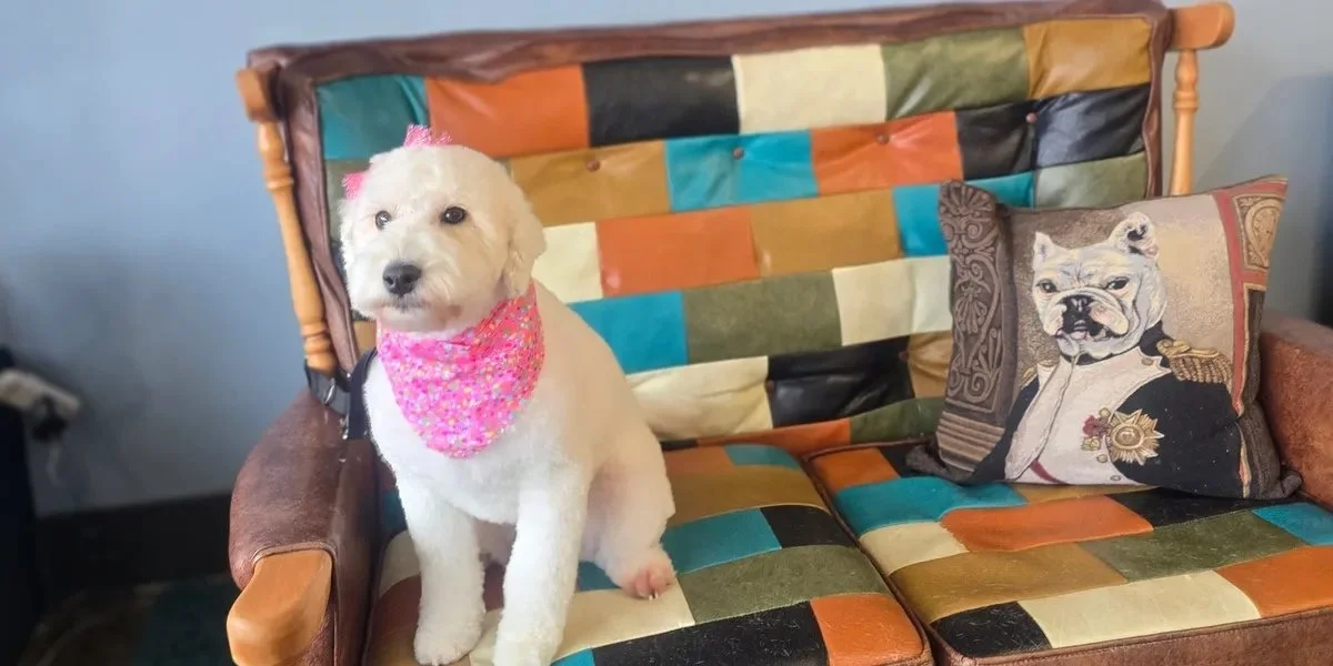A cute white puppy wearing a pink bandana sitting on a colorful patchwork couch with a pillow of a bulldog dressed as a military officer.