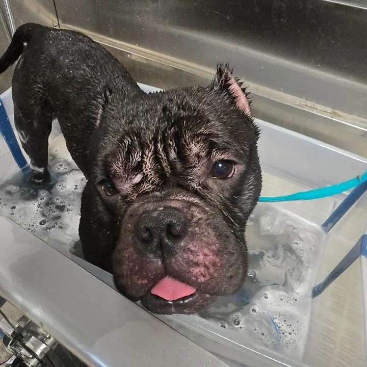 A small black Bulldog with a wet face during a bath in a stainless steel tub.