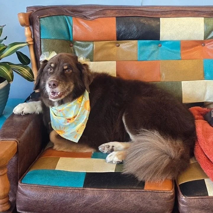 A dog with a bandana lying on a colorful patchwork couch, next to a potted plant, indoors.