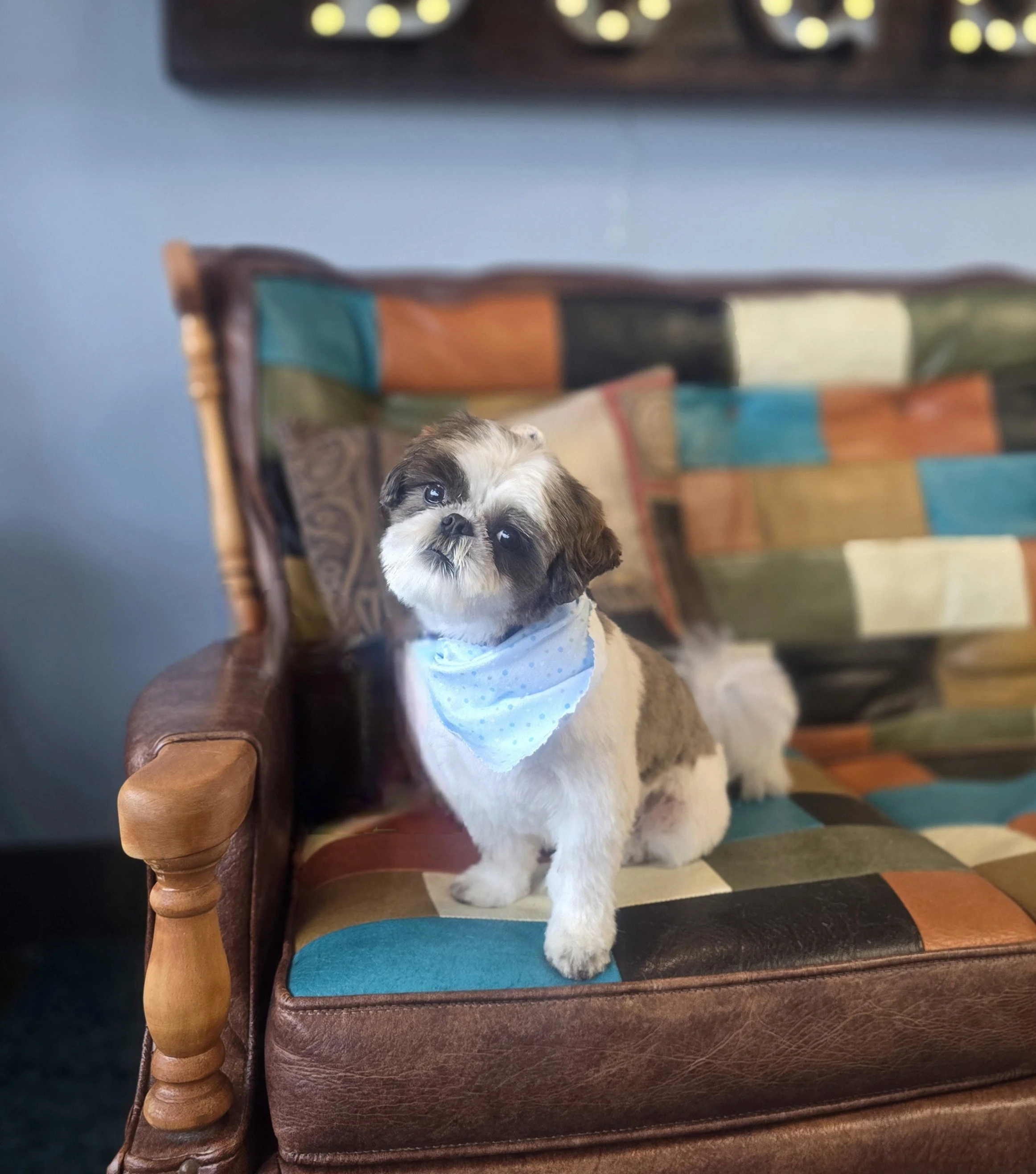 A Shih Tzu dog wearing a light blue bandana sitting on a multicolored patchwork quilt couch.