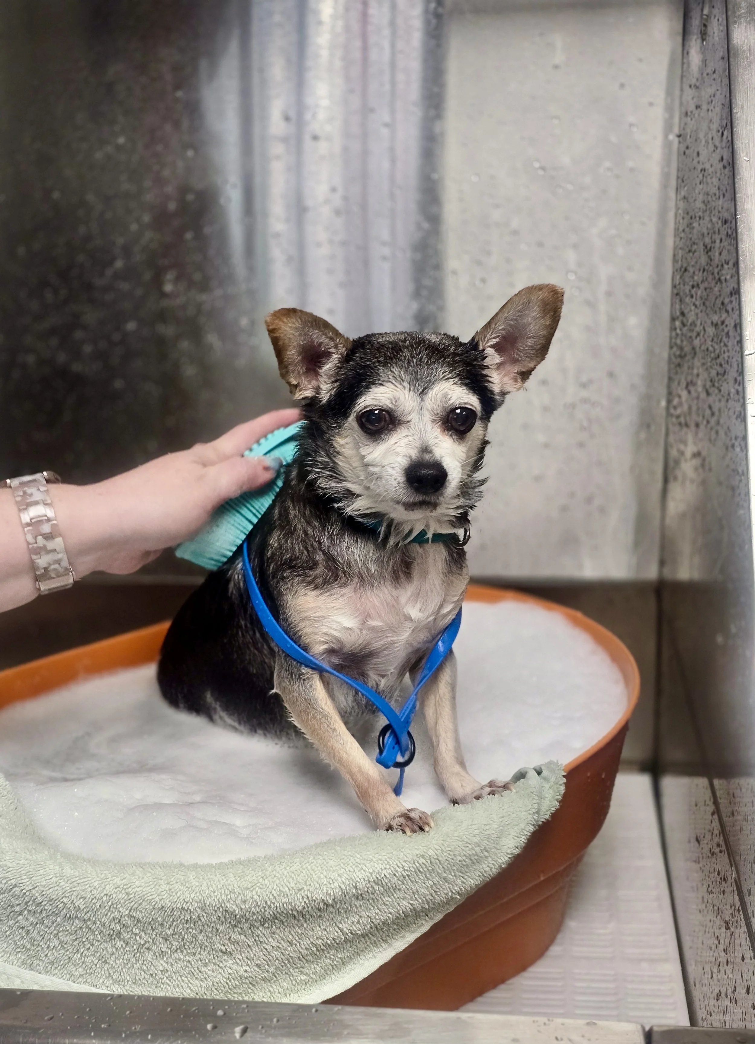 A small Chihuahua in a small tub is getting a bath with someone's hand gently massaging his back.