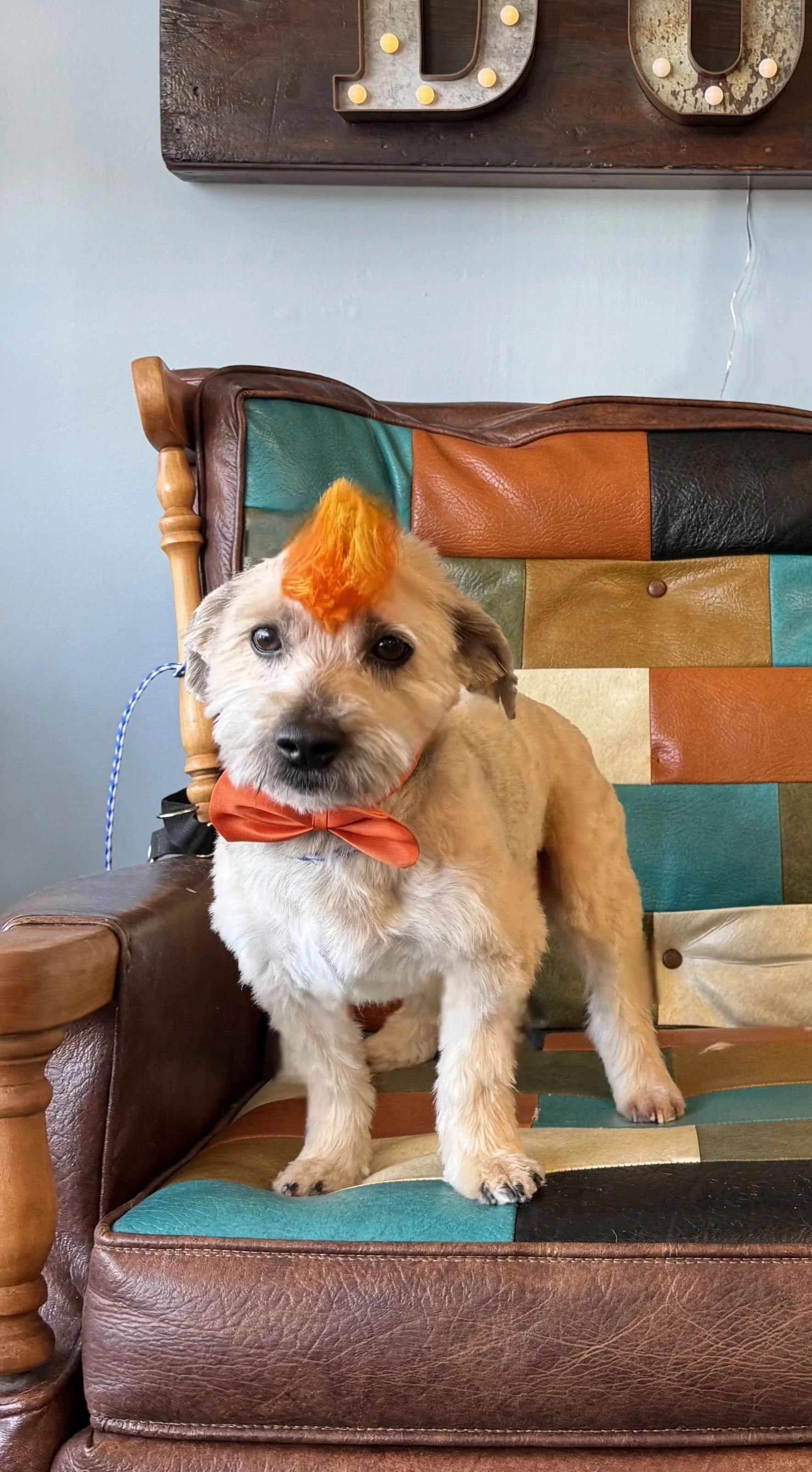A cute puppy with a colorful orange mohawk and orange bow tie sitting on a multicolored patchwork chair.