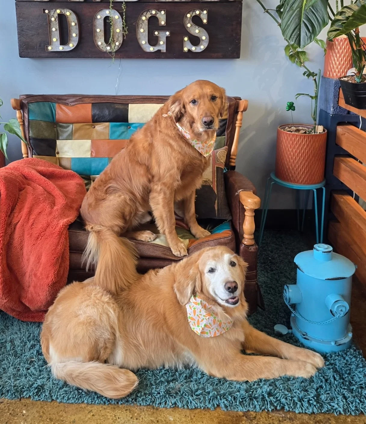 Two golden retrievers with bandanas sitting on a multicolored patchwork couch and rug in a cozy room with plants, a wooden wall shelf, and a sign that says D.O.G.S.