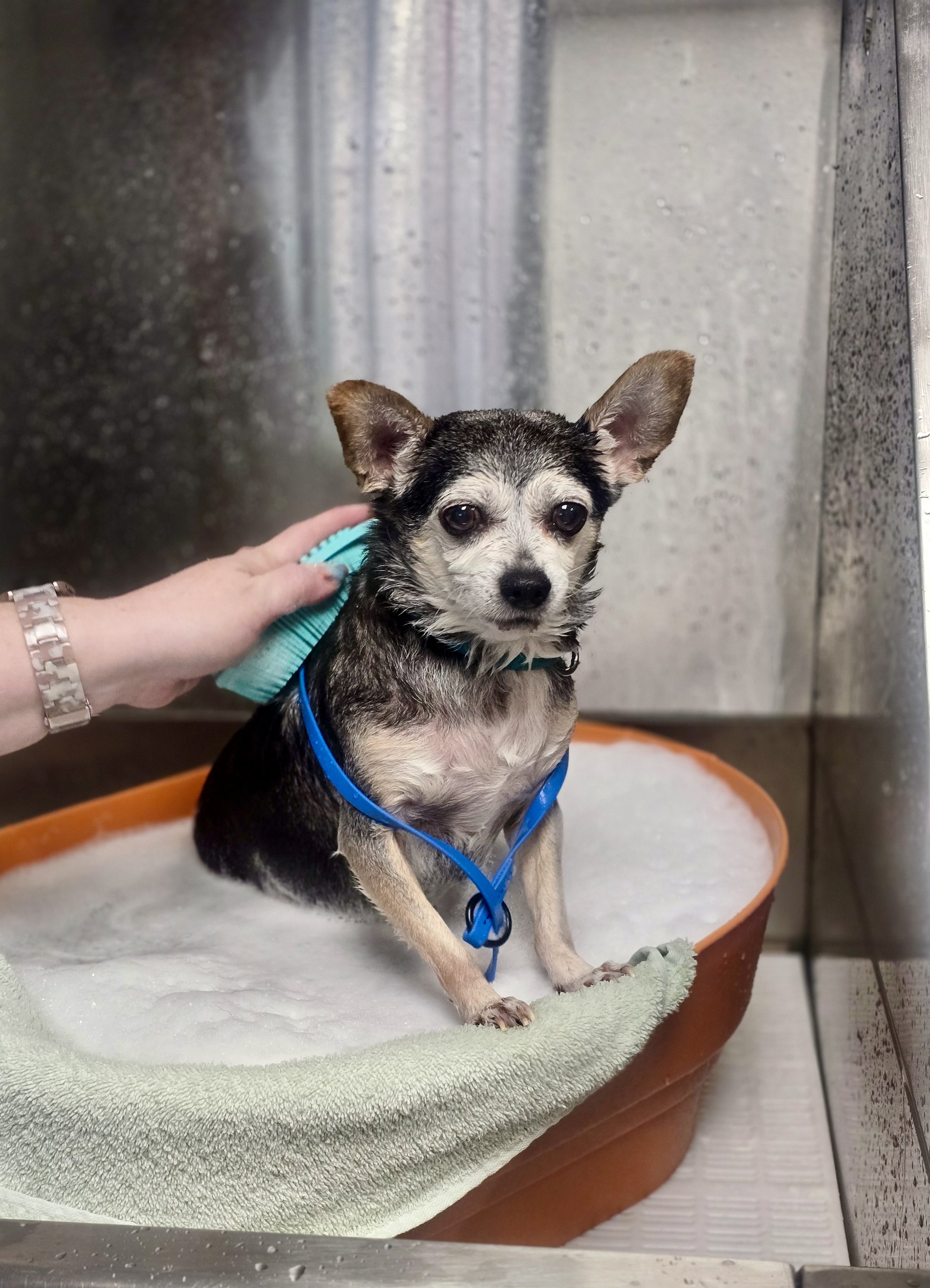 Small dog being bathed in a plastic tub filled with water, with a towel draped over the edge, in a metallic grooming area.
