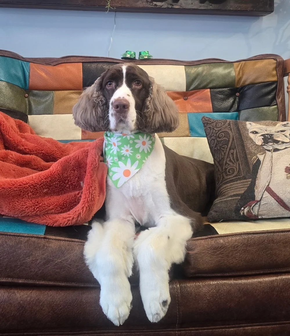 A Springer Spaniel dog is wearing a green floral bandana and is sitting on a colorful patchwork sofa with a throw pillow featuring a dog illustration and an orange blanket.