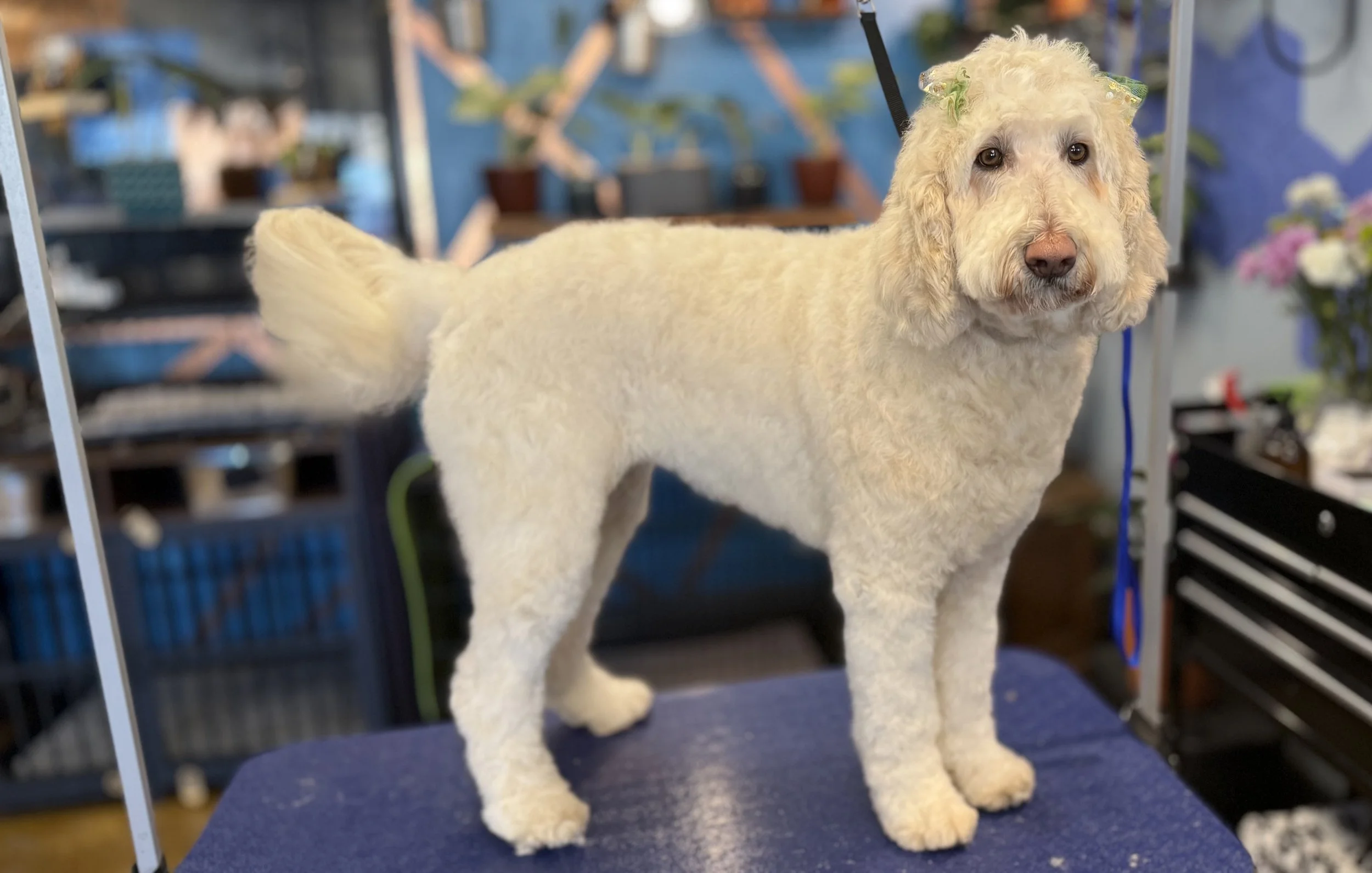 A cream-colored, curly-haired dog with bows in its ears, standing on a grooming table in a pet grooming salon.