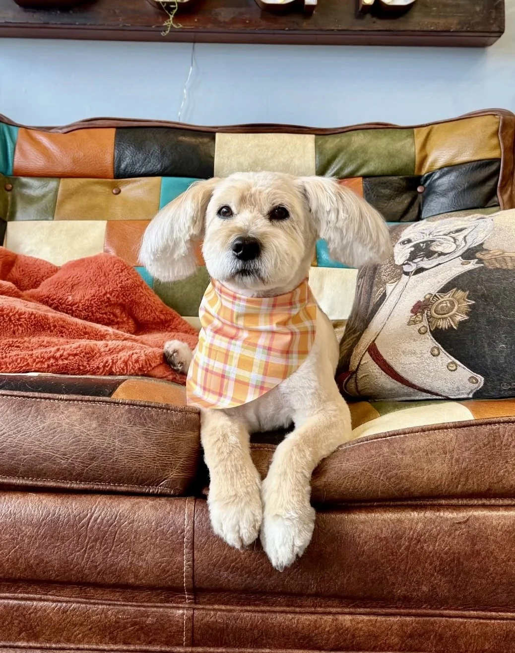 A cute small Mini Poodle Mix with light fur, floppy ears, and a plaid orange, yellow, and white bandana, is sitting on a multicolored leather and fabric patchwork couch with a pillow featuring a dog.