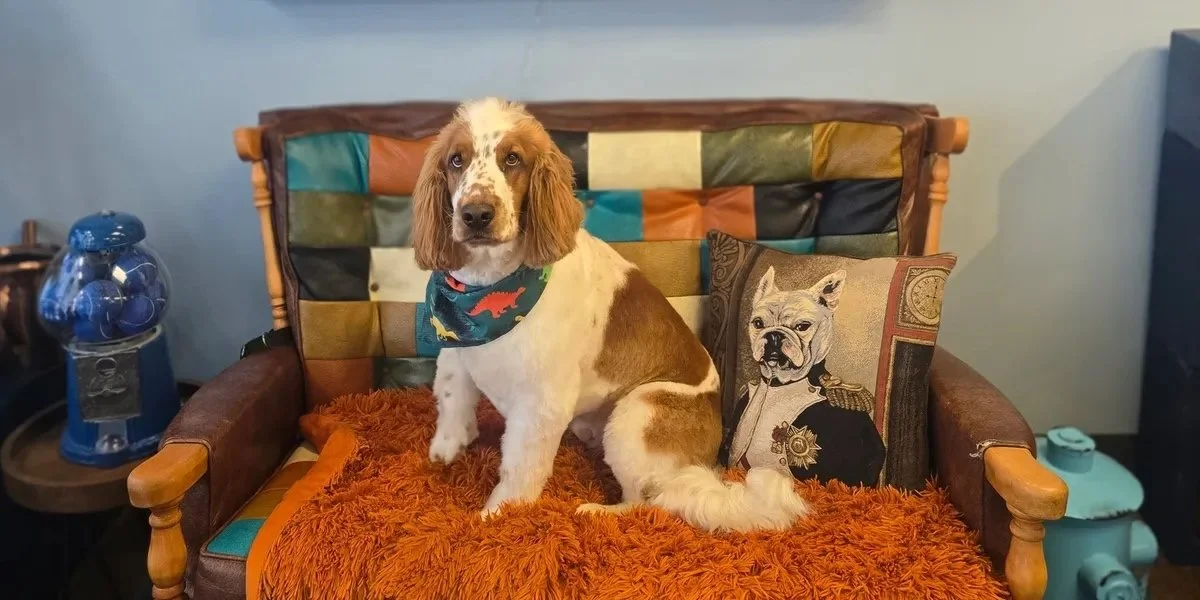Dog sitting on a colorful patchwork train-style sofa with a decorative pillow featuring a French Bulldog in a military uniform, a fuzzy orange blanket, and a blue gumball machine on a side table.