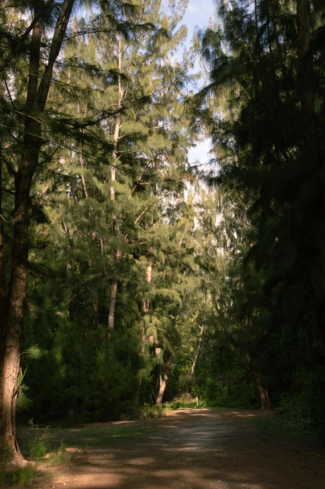 A dirt trail through a forest with tall pine trees and sunlight filtering through the leaves.