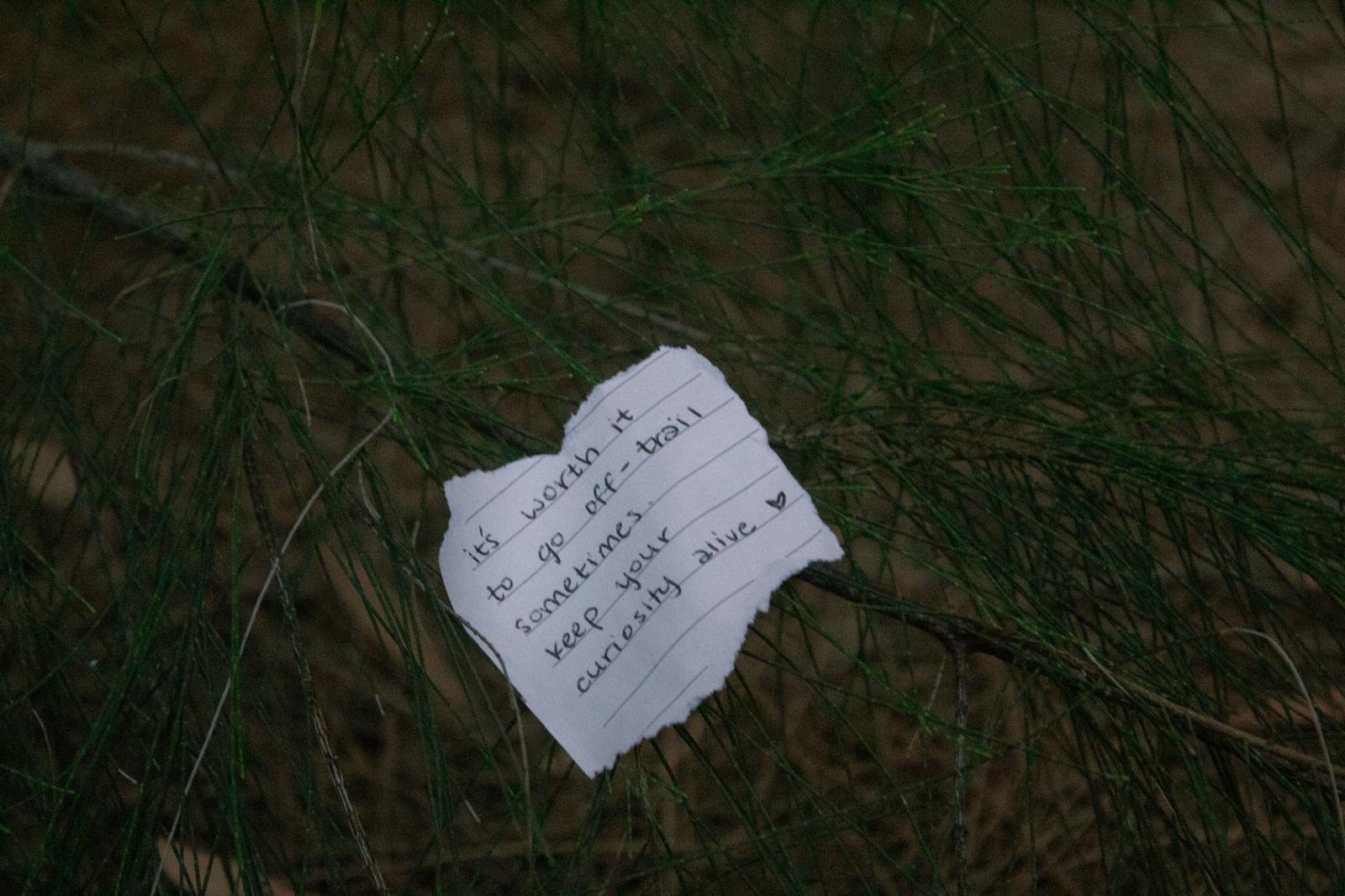 A handwritten note on torn paper among pine tree branches, reading: "it's worth it to go off-trail sometimes keep your curiosity alive" with a small heart symbol.