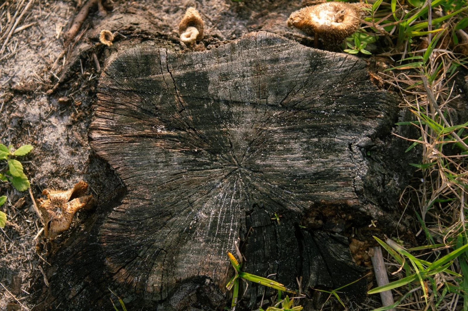 Close-up of a weathered tree stump with concentric growth rings, surrounded by grass and small plants.