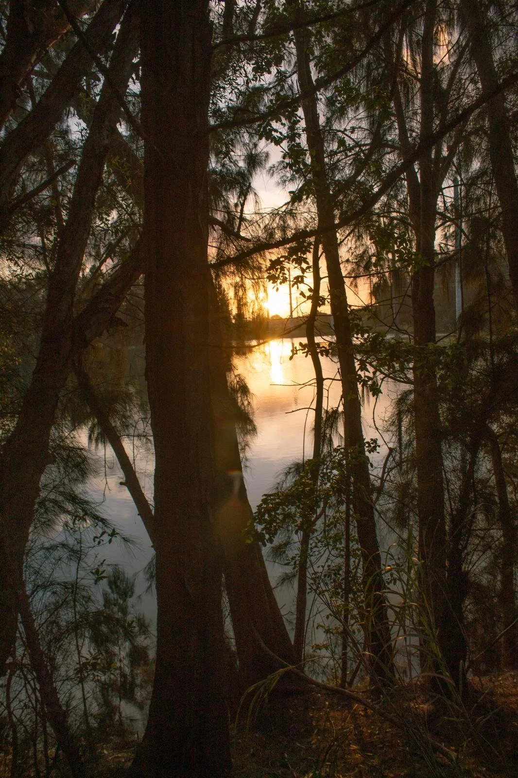 Sunset over a river seen through trees and branches.