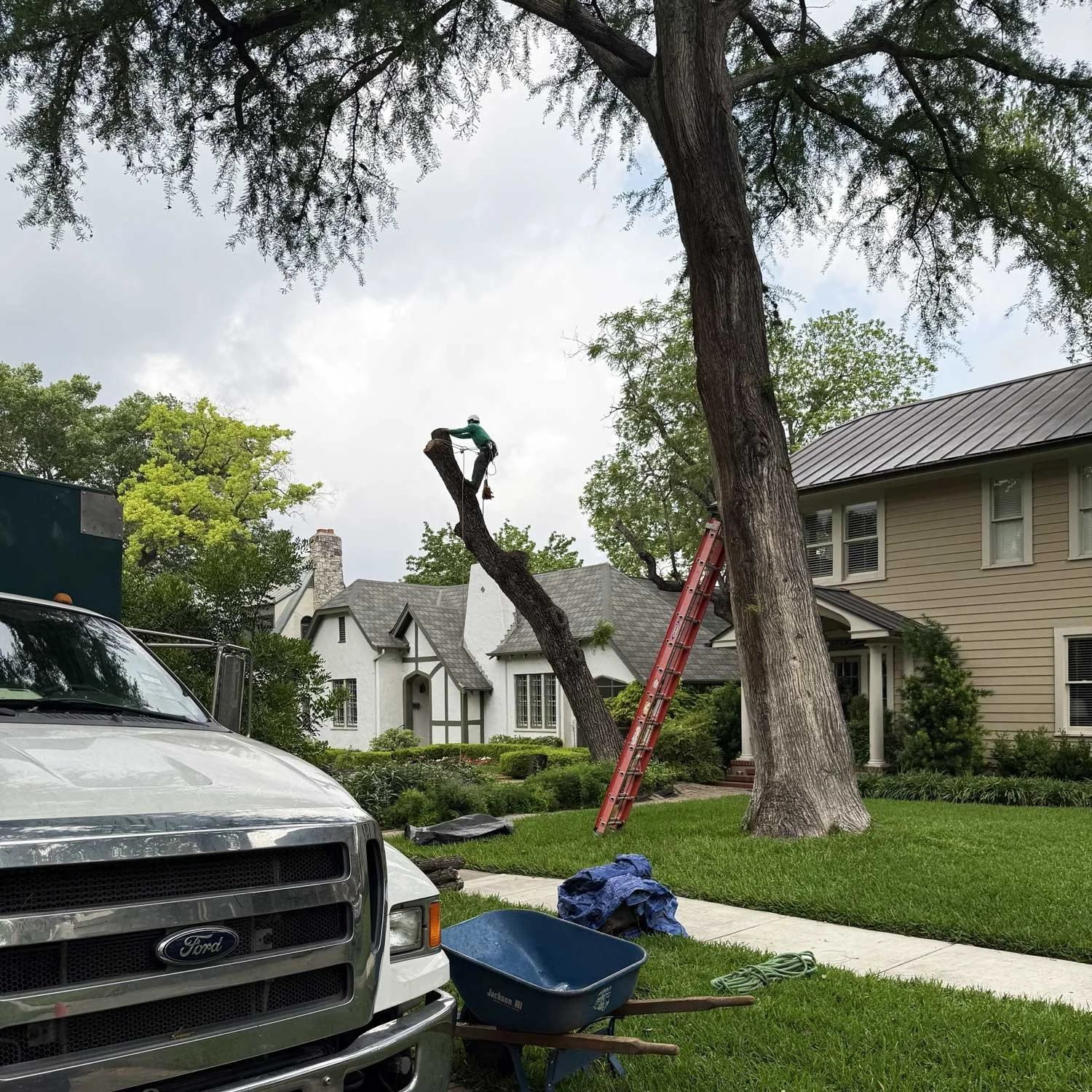 A worker cutting down a black walnut tree from a home's front yard.