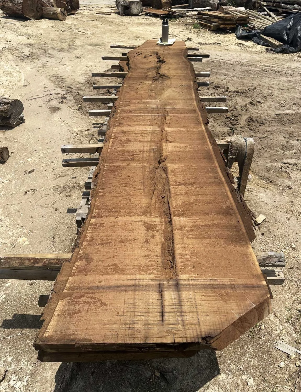 A large, freshly cut black walnut slab with natural edges laying on supporting blocks at a lumber yard.