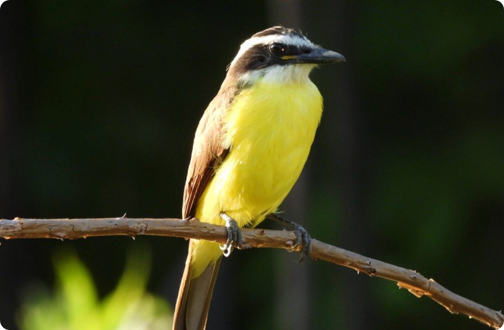 A bird with yellow chest and brown and white head perched on a thin branch.