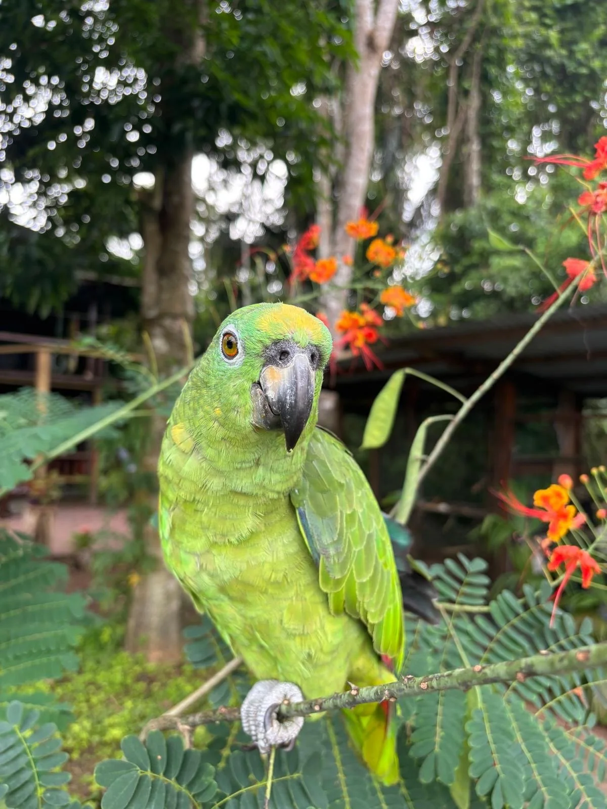 A close-up of a green parrot perched on a branch among green leaves and orange flowers, with a blurred background of trees.