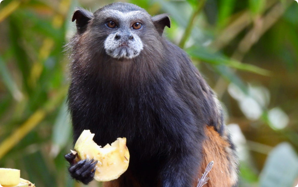A bear with a monkey face holding a banana in a jungle setting.