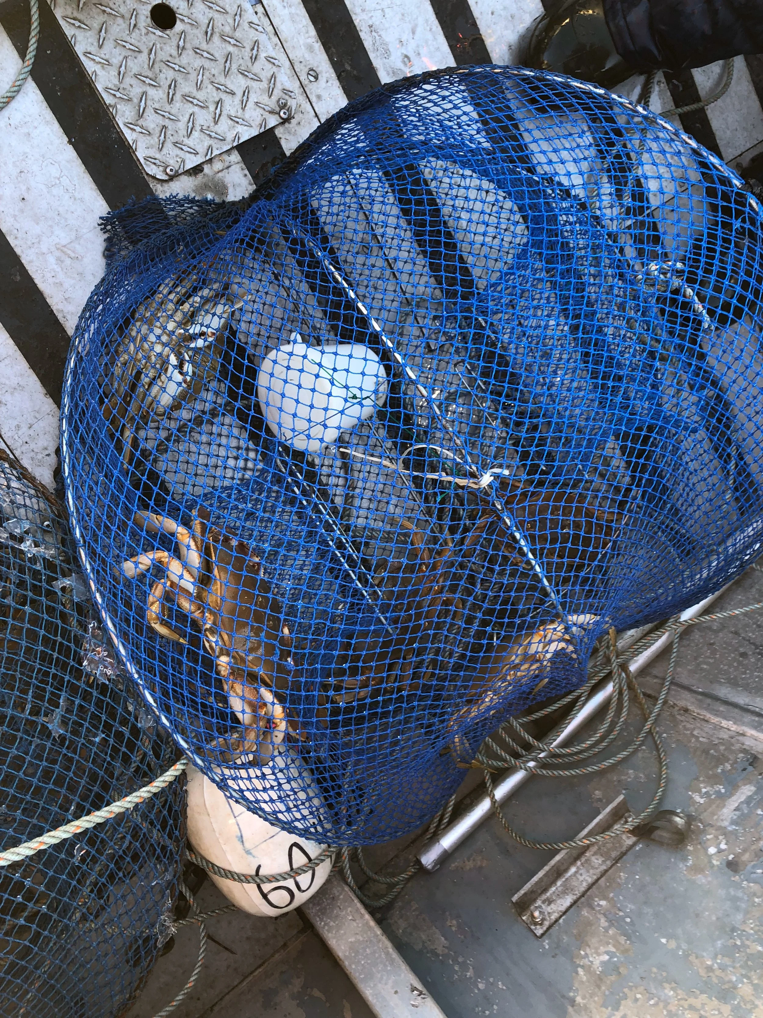 Crabbing.JPEG
