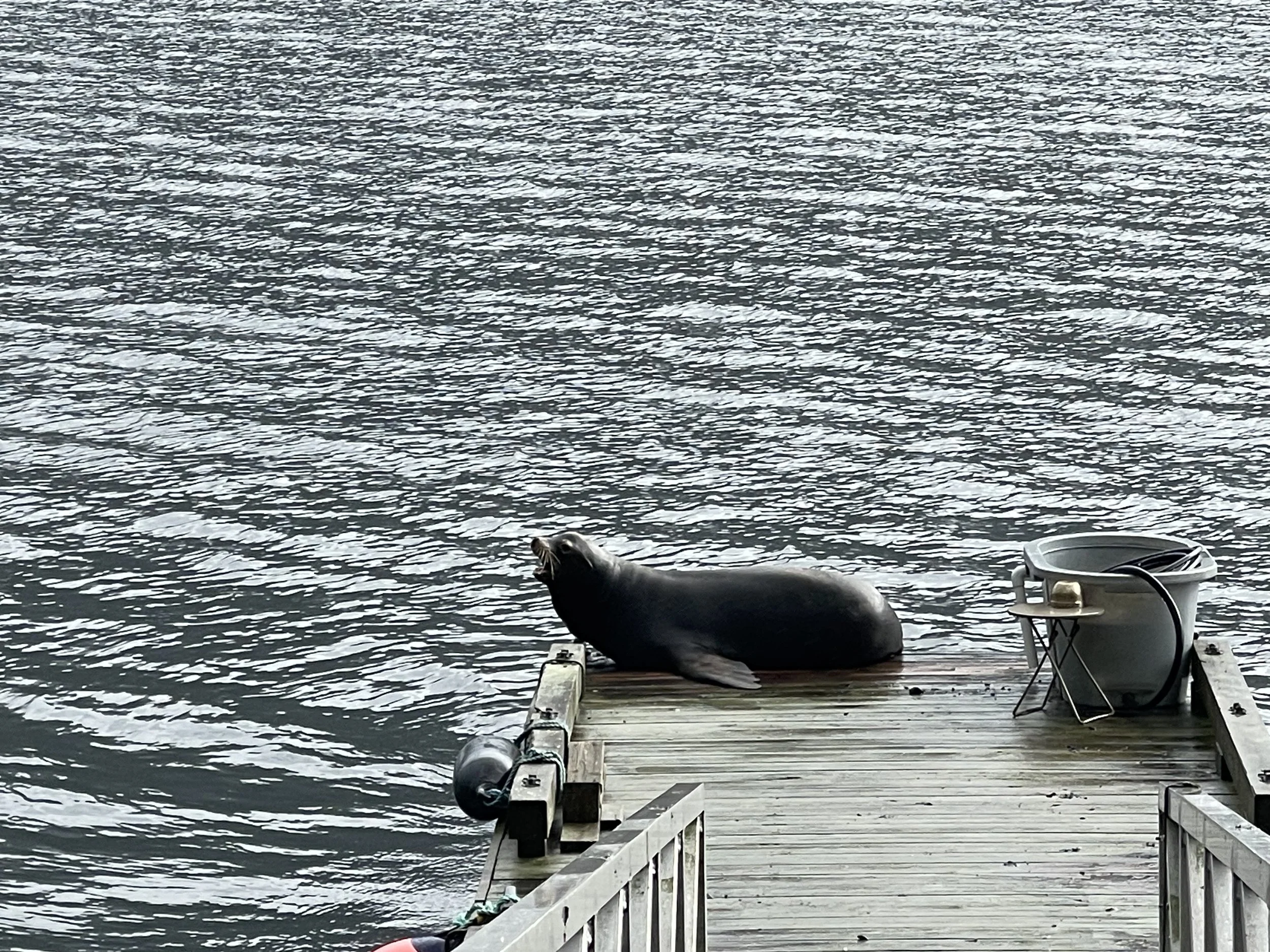 Sea Lion Indian Arm.JPG