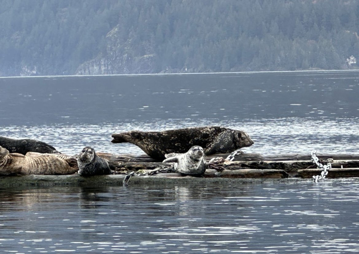 Sea Lions Deep Cove Marina Breakwater.jpg