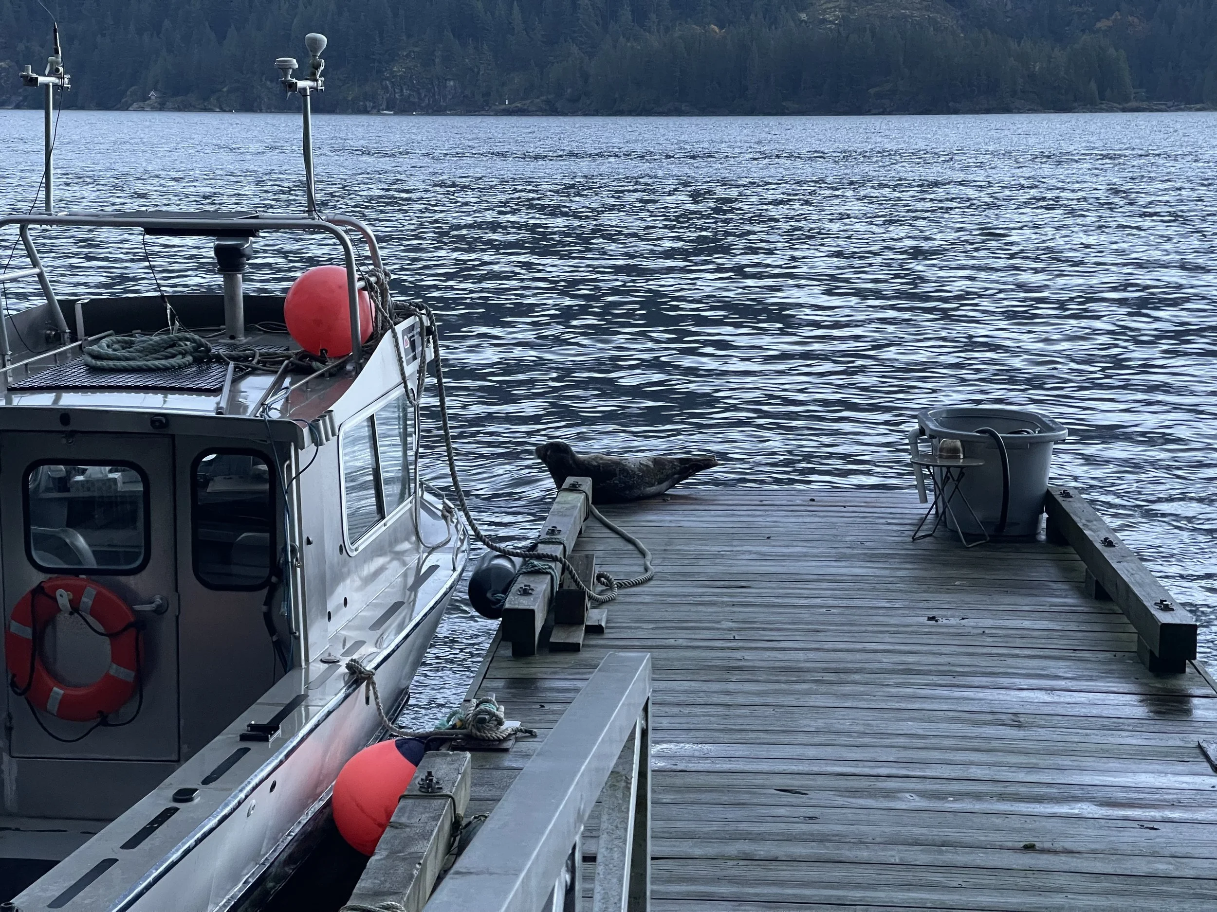 Seal on dock.JPG