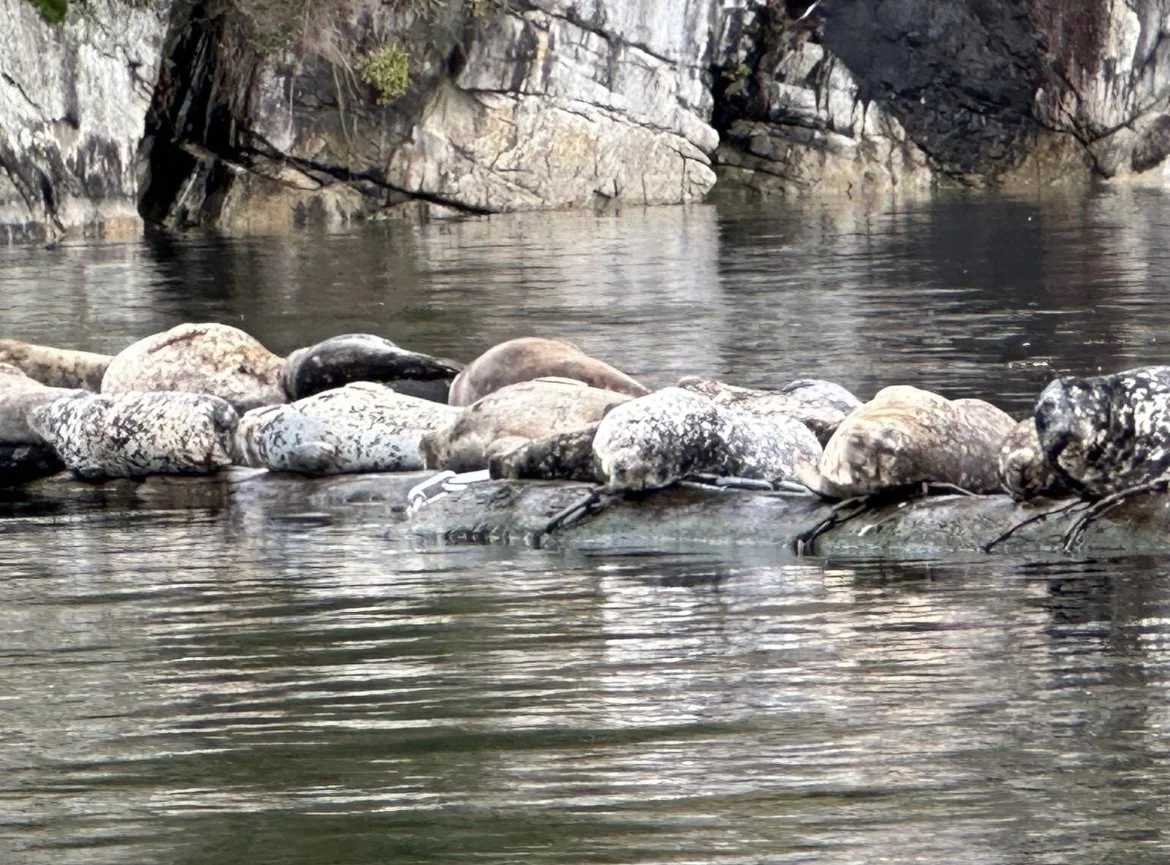 Sea Lions Deep Cove con_d.jpg