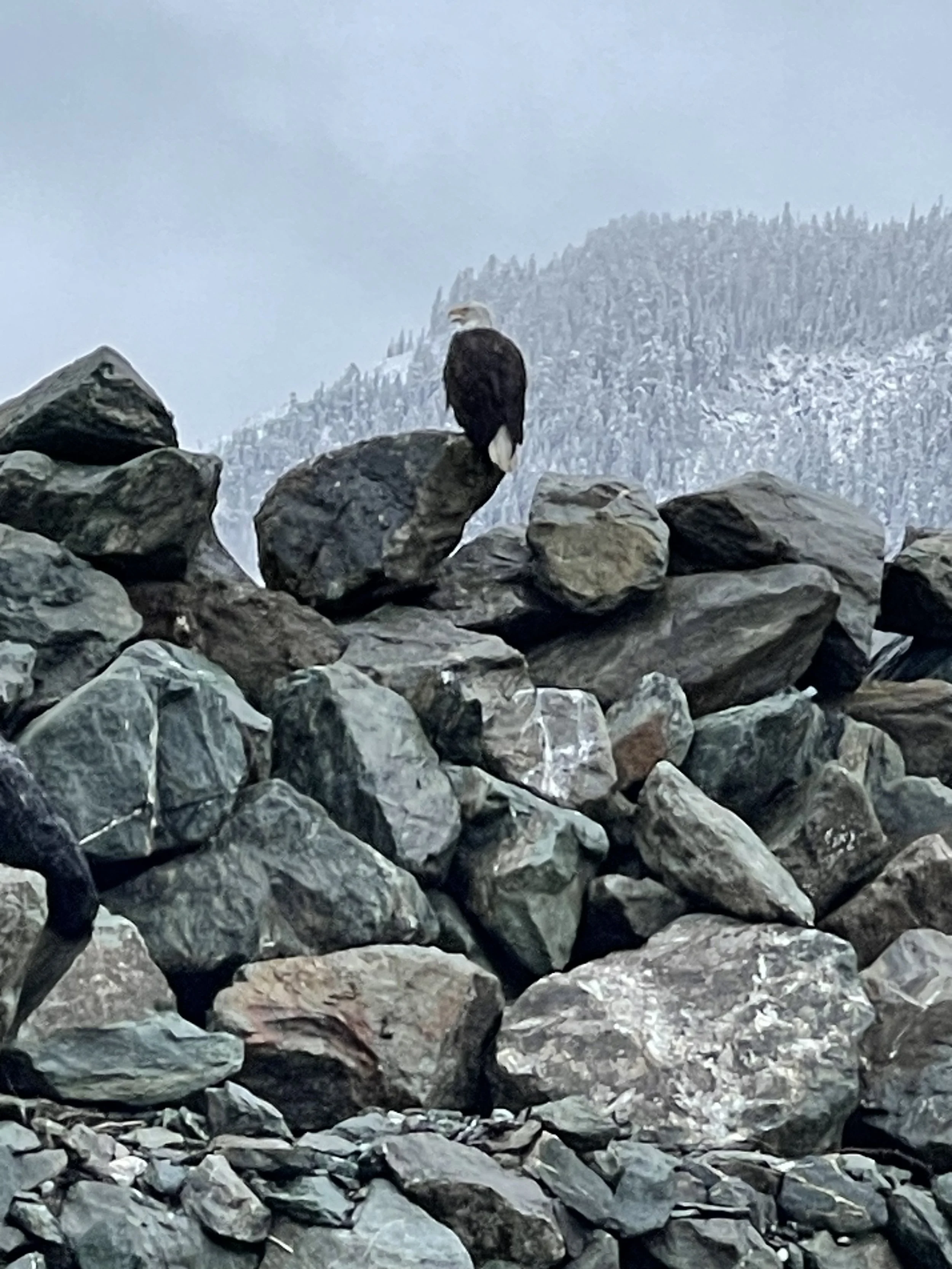 Bald Eagle PR.JPG