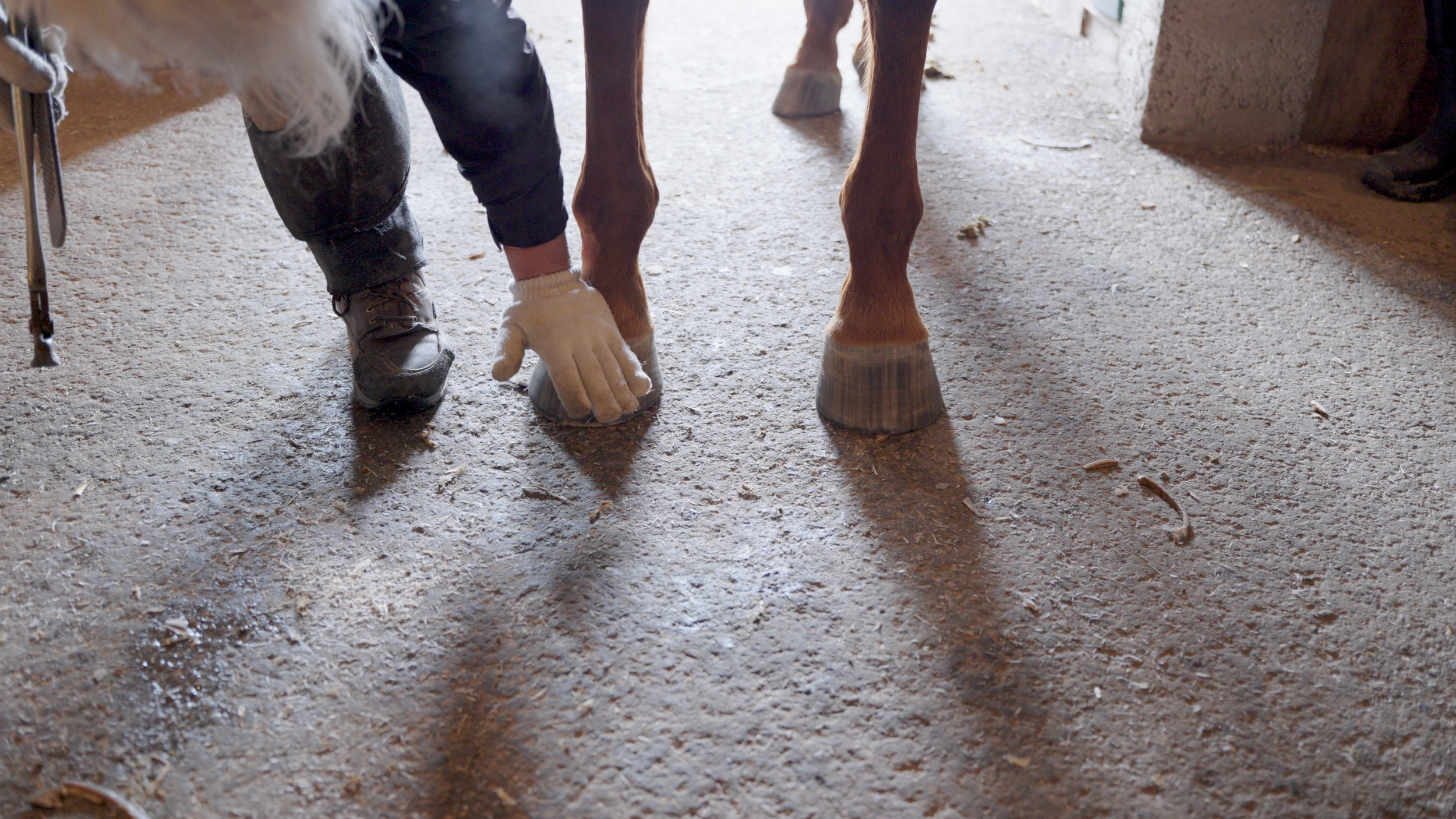4 Hoof Consultation
