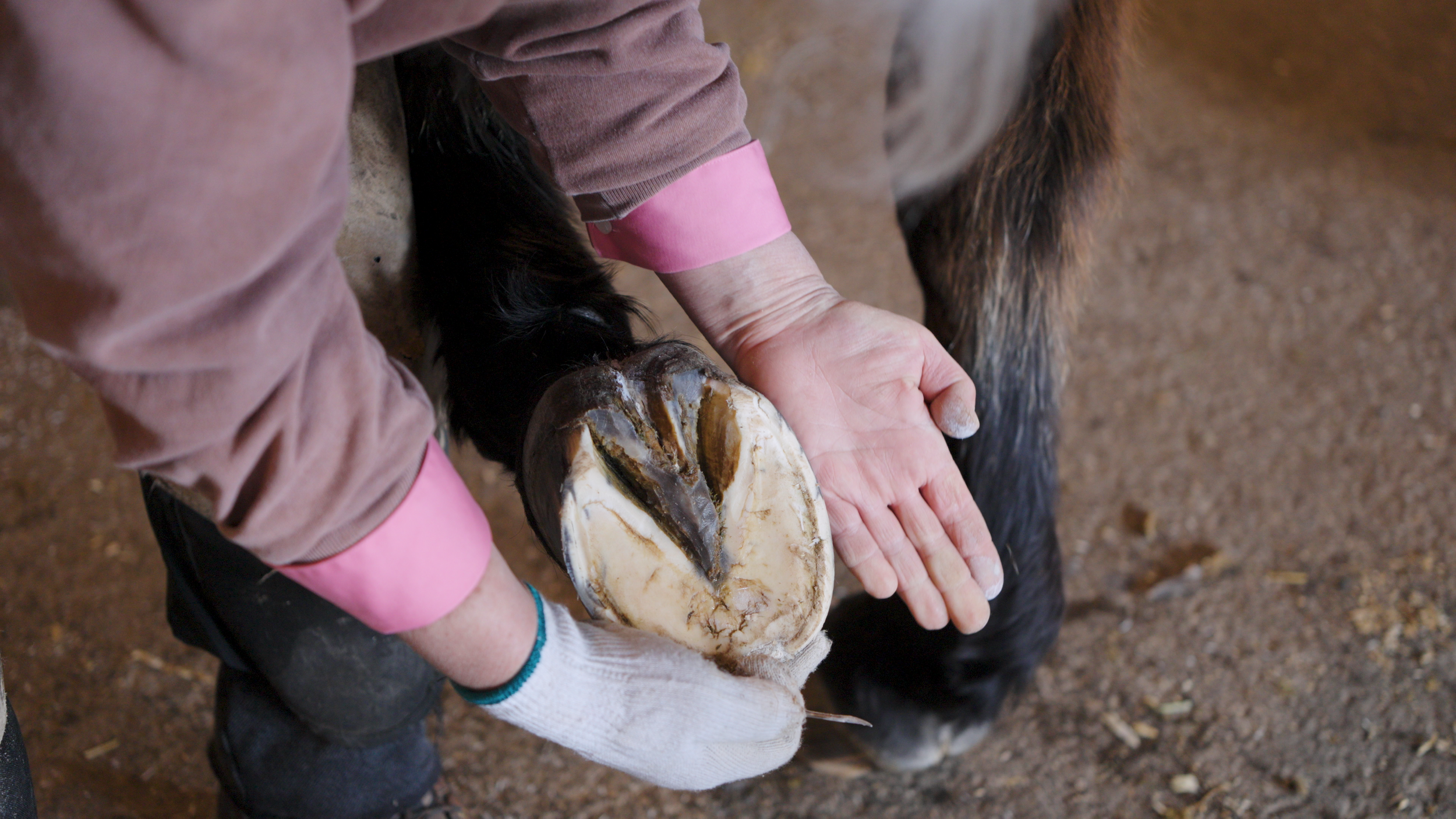 Single Hoof Consultation