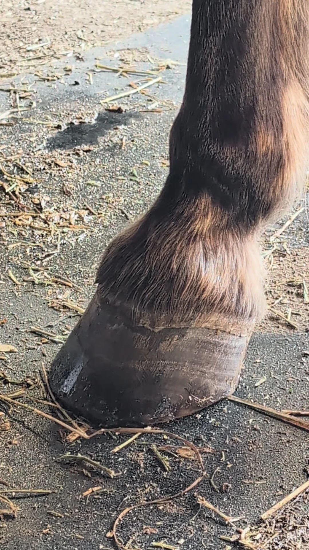 Kate Barefoot Hoof Care