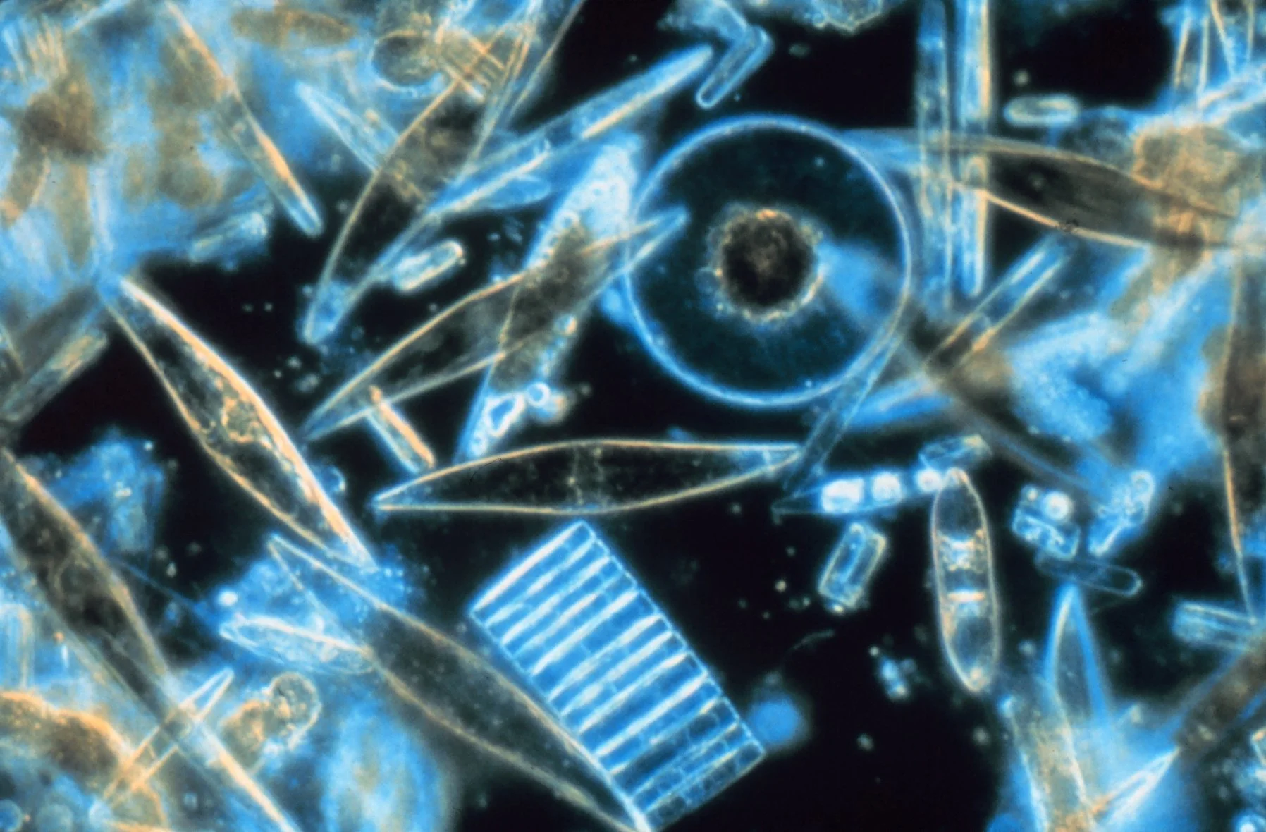 What Marine Microbiology Taught Me About Writing Fiction