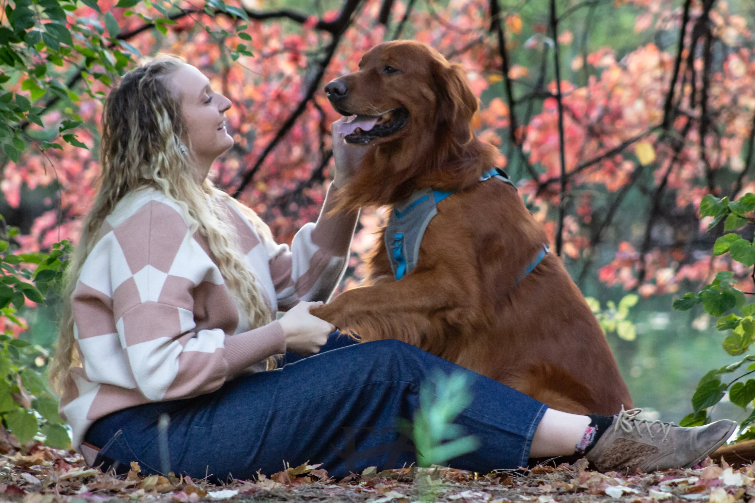 A woman sitting on the ground, smiling, playing with a large golden retriever in a forest with colorful autumn leaves.