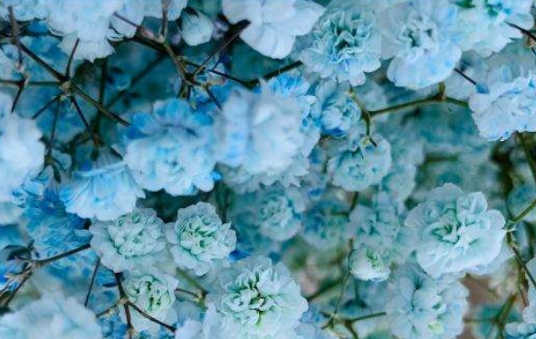 Sky_Blue_Gypsophila3.png