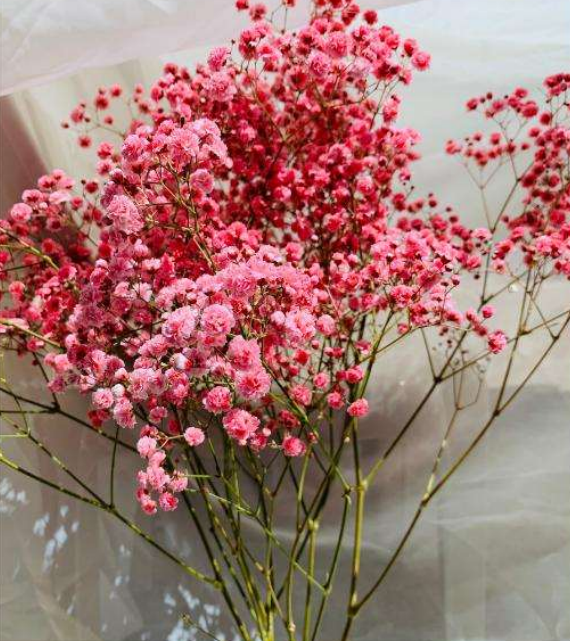 Flag Red Gypsophila