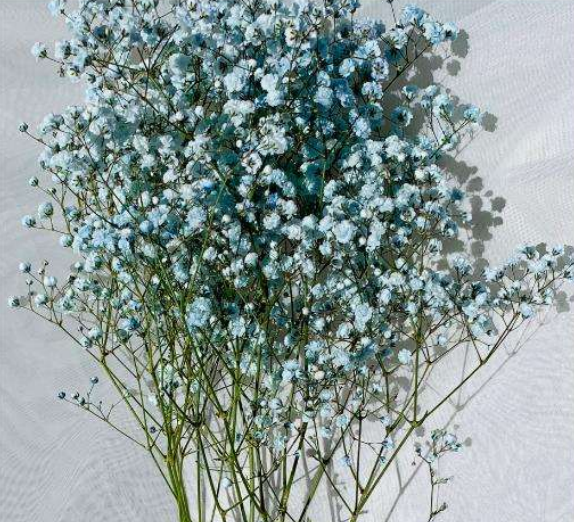 Sky Blue Gypsophila