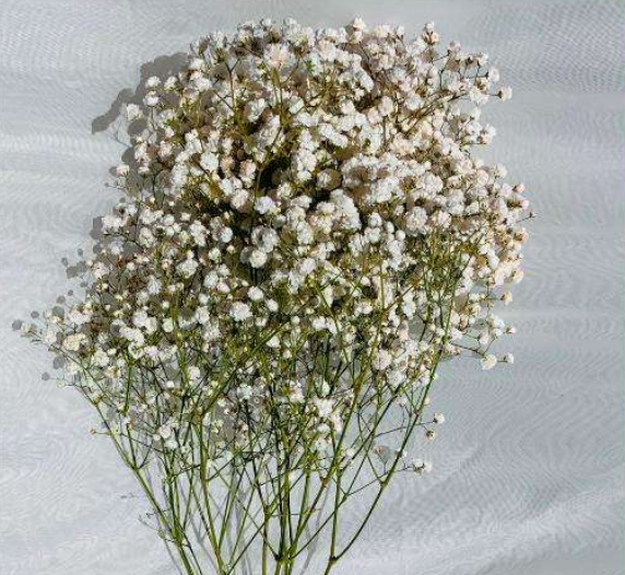 Orange Gypsophila