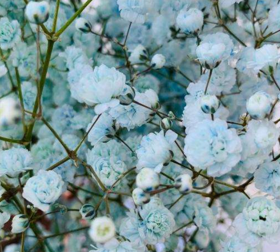 Sky_Blue_Gypsophila1.png