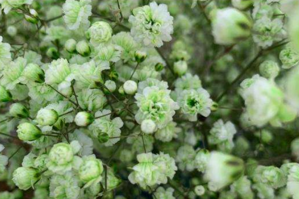 Emerald_Green_Gypsophila3.png