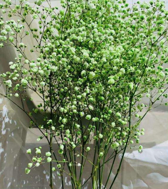 Emerald_Green_Gypsophila2.png