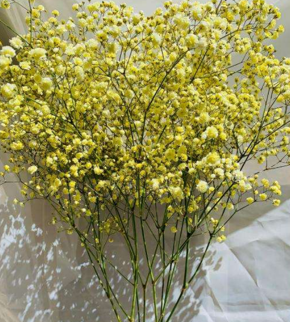 Yellow Gypsophila