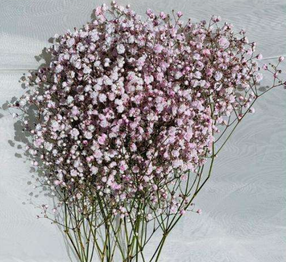 Hot Pink Gypsophila