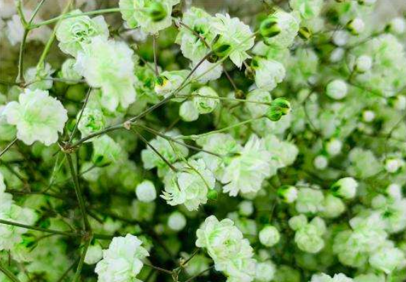 Emerald_Green_Gypsophila1.png