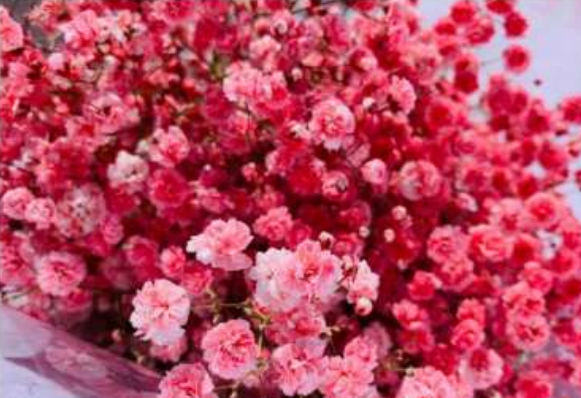 Flag_Red_Gypsophila.png