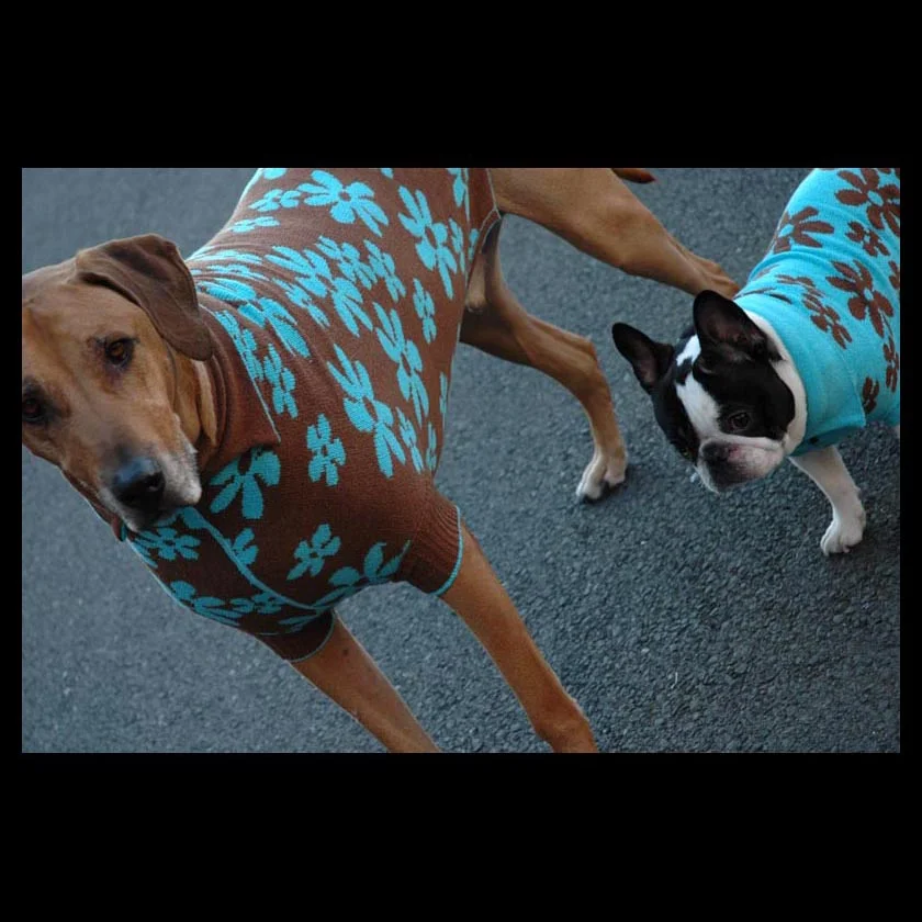 cosmic knits_dogs.jpg