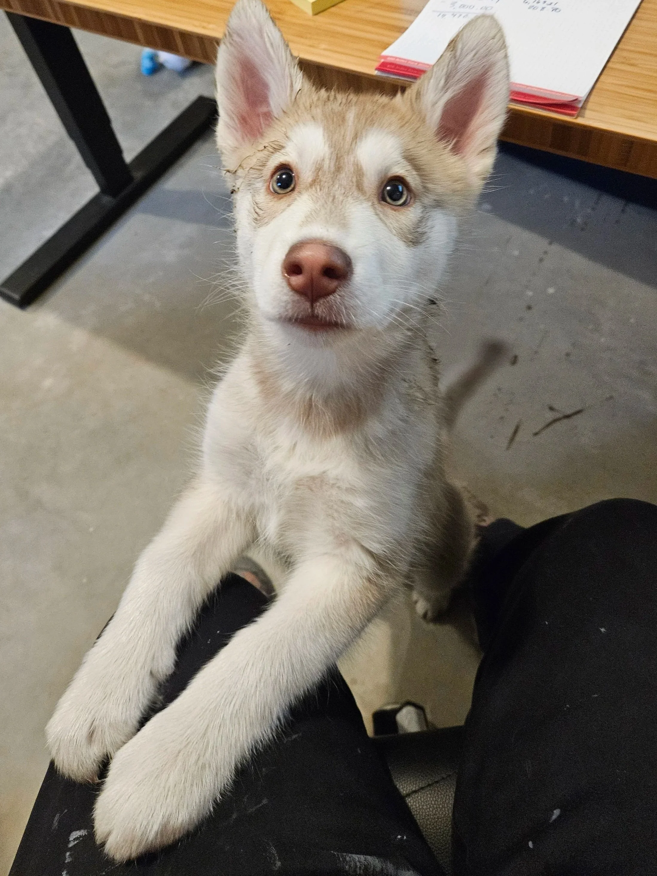 A young husky puppy with cream and white fur, sitting on a person's lap, looking up at the camera with blue eyes.