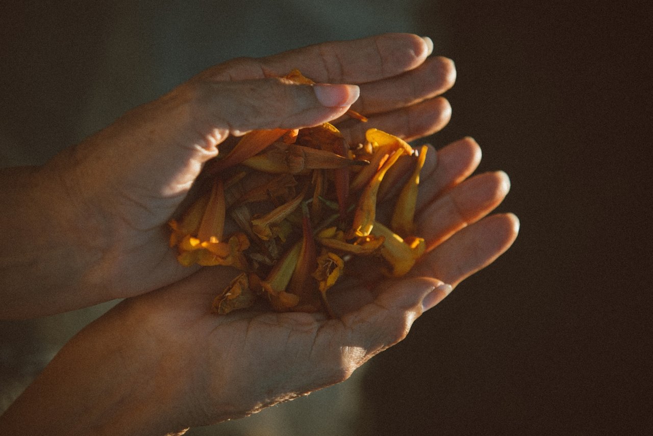 Close-up of hands holding wilted yellow flowers. Meant for herbal and natural remedies.