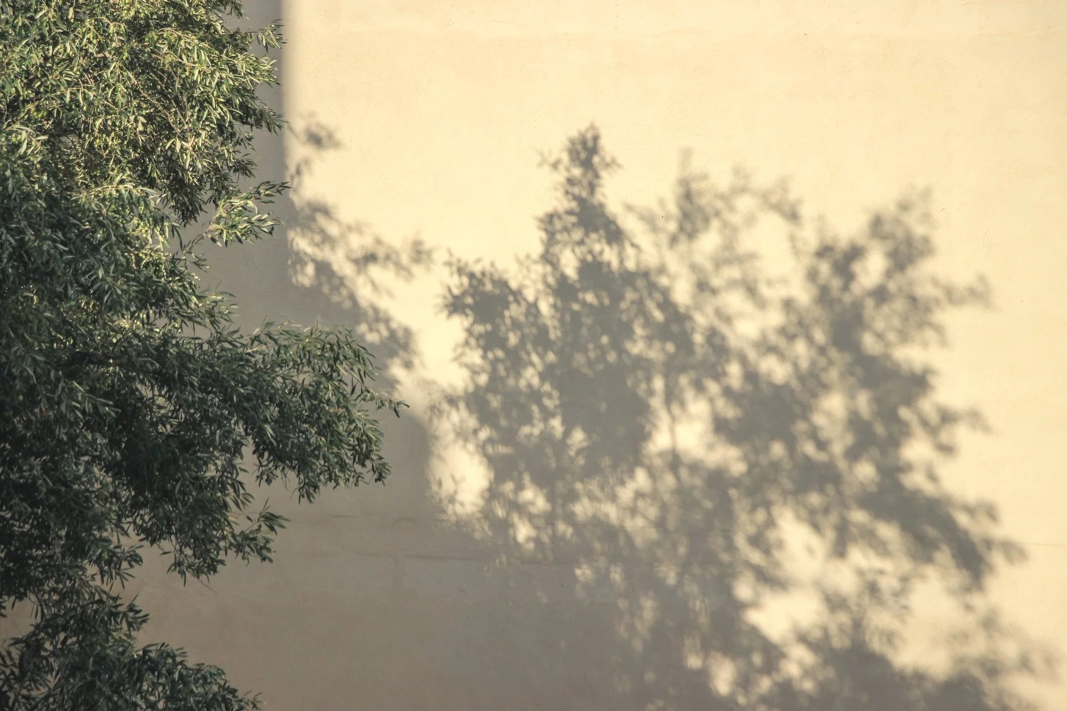 Schatten eines Baumes an einer hellen Wand.